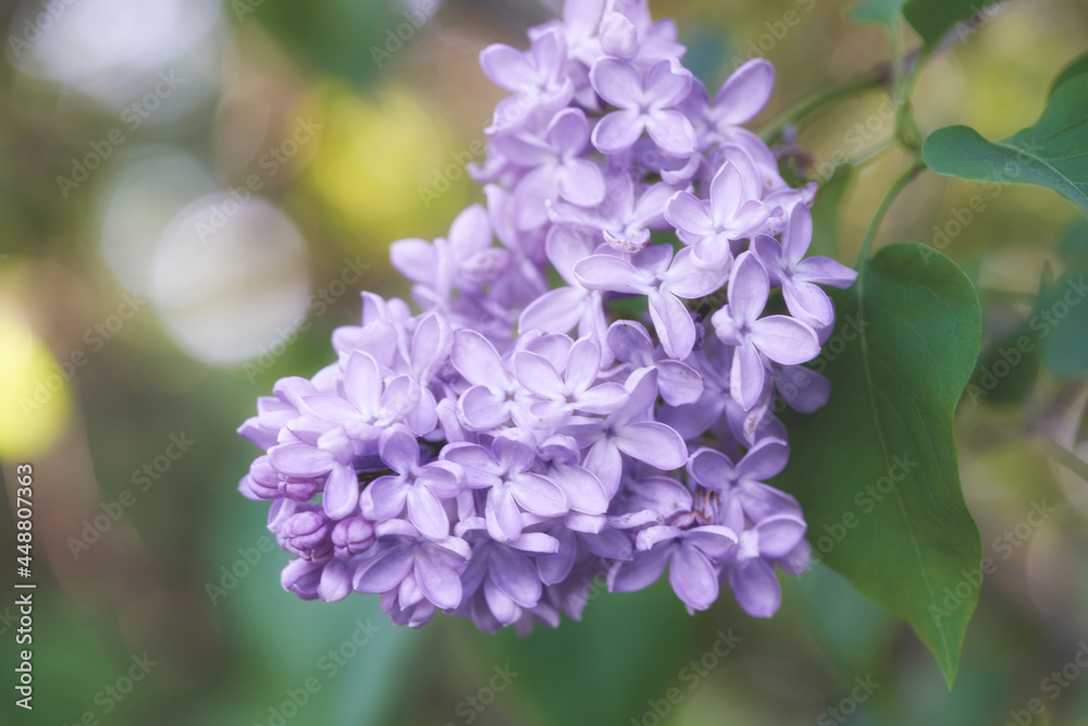 Bright beautiful lilac flowers, close up on a sunny spring morning