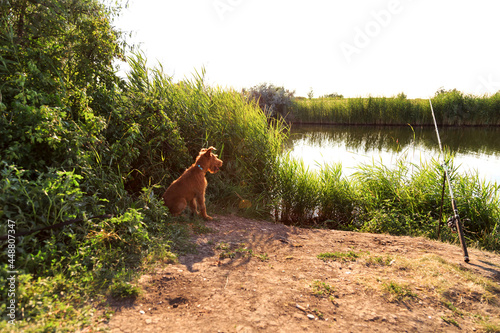 Camping with a dog, a magnificent beautiful purebred young serious obedient hunting puppy of the Irish Terrier breed sits outdoors in the summer on the shore of a pond