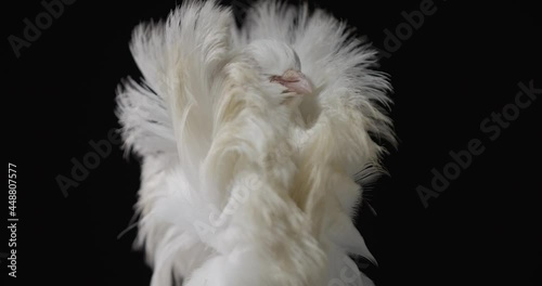 Beautiful white jacobin pigeon with feathers growing upwards, fancy, 4k