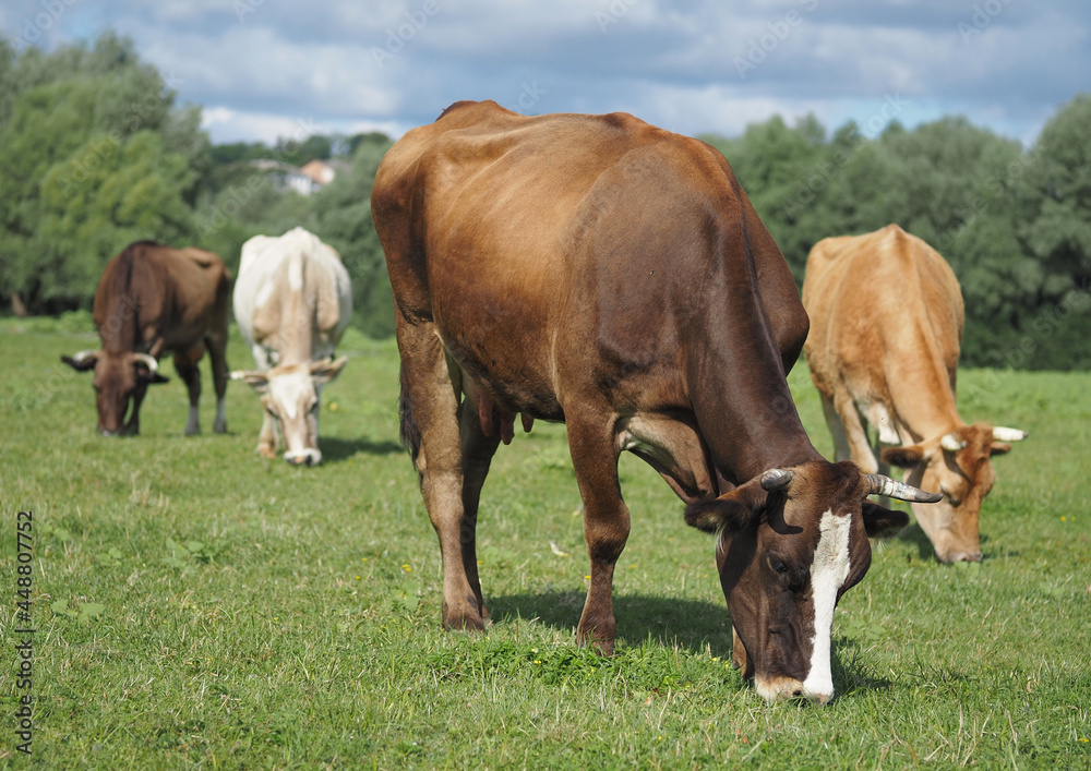 Herd of dairy cows grazed in green meadow in summer