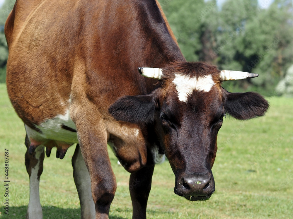 Dairy cow close-up on a natural background Dairy cow close-up on a natural background