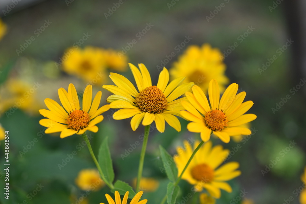 Yellow bright Rudbeckia flowers in the garden Yellow bright Rudbeckia flowers in the garden
