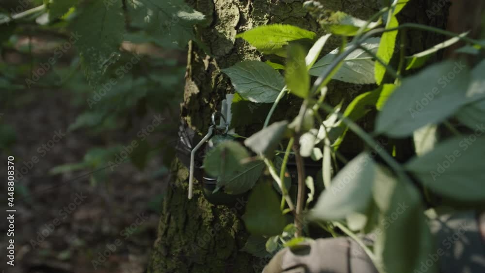 Unrecognizable soldier layering some leaves to hide tripwire stretched between two trees. Wire stretched close to ground, working trap, explosion or alarm. Preventing enemy entering area Unrecognizable soldier layering some leaves to hide tripwire stretched between two trees. Wire stretched close to ground, working trap, explosion or alarm. Preventing enemy entering area