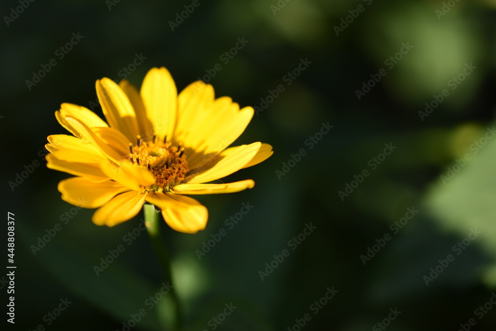 Yellow bright Rudbeckia flowers in the garden Yellow bright Rudbeckia flowers in the garden