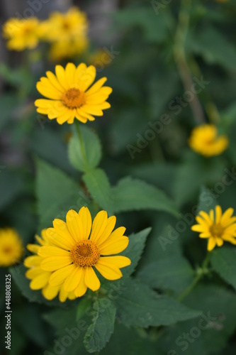 Yellow bright Rudbeckia flowers in the garden