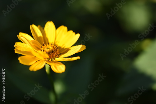 Yellow bright Rudbeckia flowers in the garden