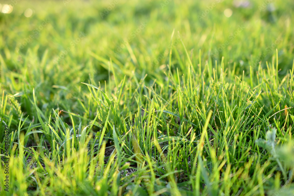 Green juicy lawn grass close - up in summer Green juicy lawn grass close - up in summer