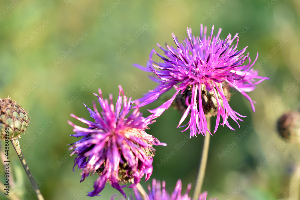 Red flowers of the cornflower rough Centauréa scabiósa in the garden Red flowers of the cornflower rough Centauréa scabiósa in the garden