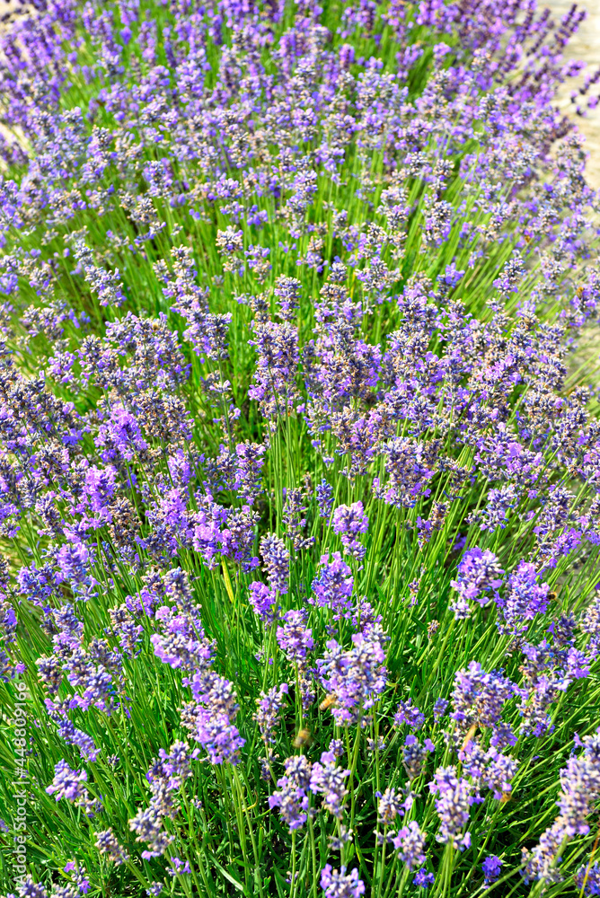 lavender field at sale san Giovanni cuneo Italy lavender field at sale san Giovanni cuneo Italy