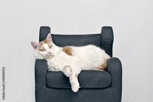 Cute longhair cat relaxing on a armchair and looking funny at camera.. © Lightspruch