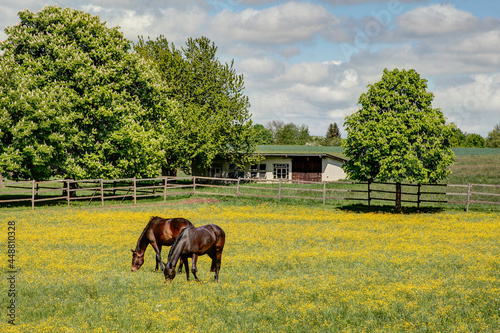 The table is richly set, the horses graze merrily in a paddock whose meadow is littered with yellow buttercups. photo