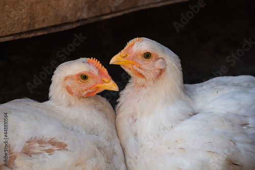 Two girlfriends - white chickens look at the camera with curiosity