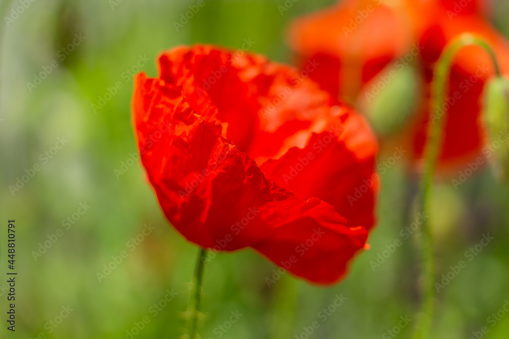 Naklejka premium graceful red fragile poppies in the meadow, beautiful flowers for a loved one, summer atmosphere on a poppy field