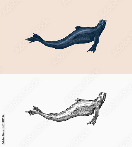 Fur seal. Marine creatures, nautical animal or pinnipeds. Vintage retro signs. Doodle style. Hand drawn engraved sketch