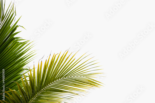 Green coconut leaf branches on white background. flat lay, top view, creative layout made of tropical leaves on white background. Summer concept.