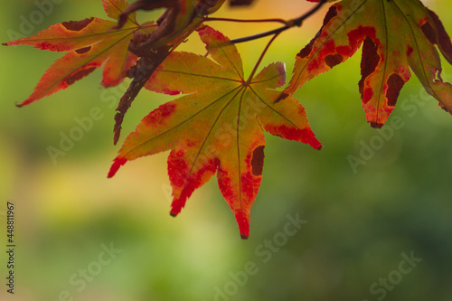 Glorius leaf colours in Sheffield Park in Autumn photo