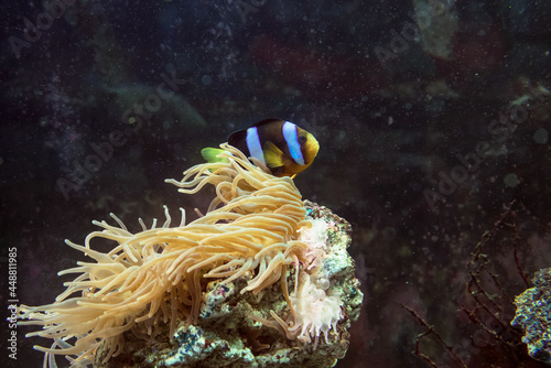 amphiprion clarkii swimming with anemone