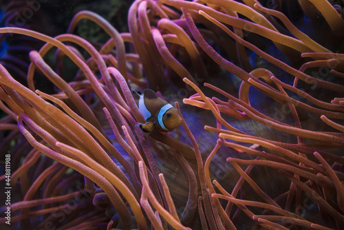 Amphiprion ocellaris inside Bubble-tip anemone