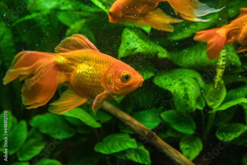 goldfish swimming in aquarium © anney_lier