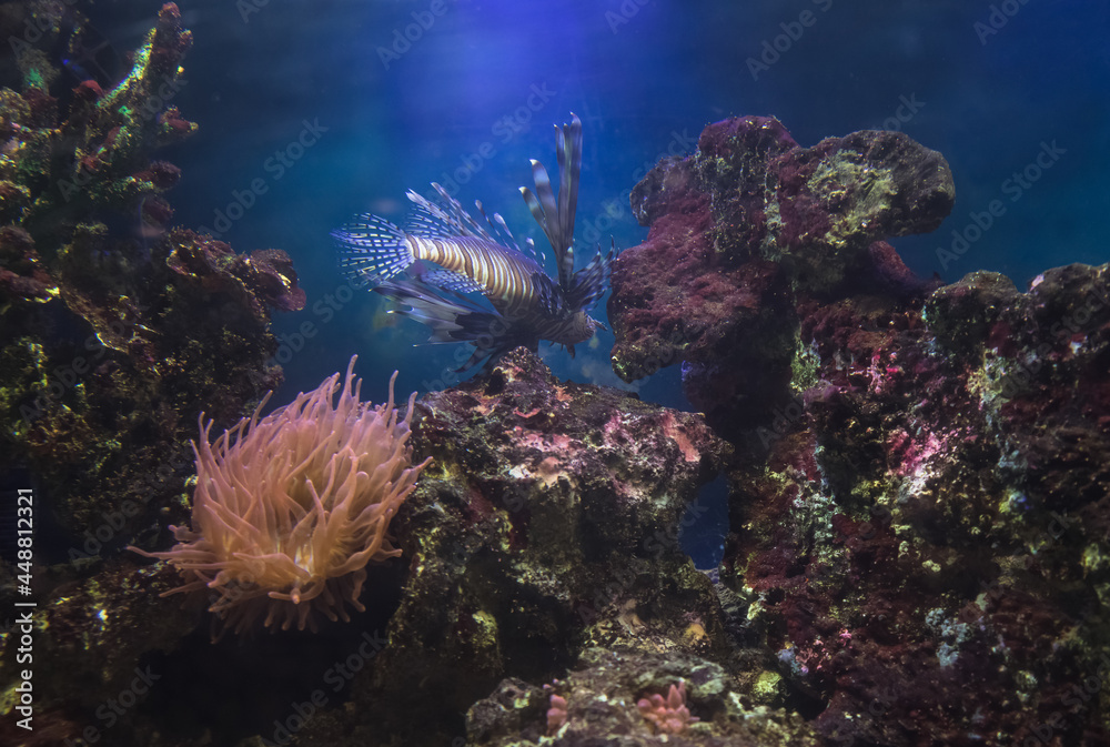 underwater background with lion fish corals and anemone underwater background with lion fish corals and anemone