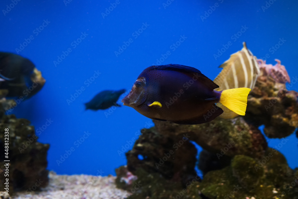 Zebrasoma xanthurum, Yellowtail tang swimming Zebrasoma xanthurum, Yellowtail tang swimming