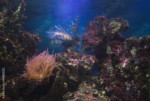 underwater background with lion fish corals and anemone