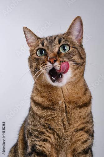 Close up portrait of a cat. Muzzle of a cute tabby cat licking lips and nose. Selective focus. Cat sitting and looking up. The muzzle of a brown domestic cat. © VLADISLAV