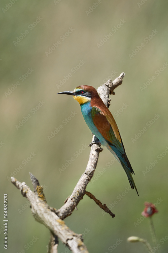 Obraz premium Wildlife shot of a colourful bird (European Bee-eater, Merops apiaster) perched on a branch, vertical.