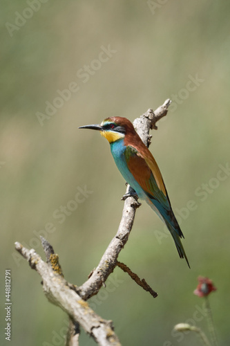 Wildlife shot of a colourful bird (European Bee-eater, Merops apiaster) perched on a branch, vertical.