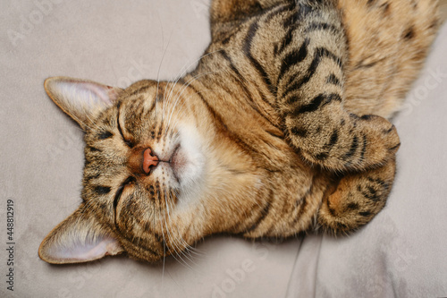 Beautiful short hair cat lying on the sofa at home. Tabby cat sleeping funny and playful. The muzzle of a brown domestic cat. Selective focus. 