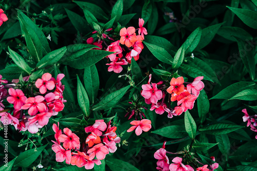 Fototapeta Naklejka Na Ścianę i Meble -  Dark green leaves with pink flowers pattern background, Natural background and wallpaper. Black tropical abstract green grass texture. Ornamental plant in the garden. Organic natural background