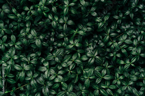 Dark green leaves pattern background, Natural background and wallpaper. Black tropical abstract green grass texture. Ornamental plant in the garden. Eco wall. Organic natural background