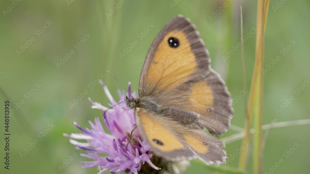 Female Gatekeeper Butterfly Feeding on Knapweed Female Gatekeeper Butterfly Feeding on Knapweed