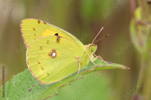 papillon souci colias crocea © franck stefanini