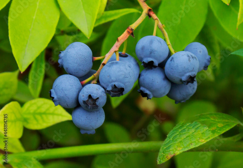 Blueberry, blueberries growing on the bushes. A mix between mature and immatu
