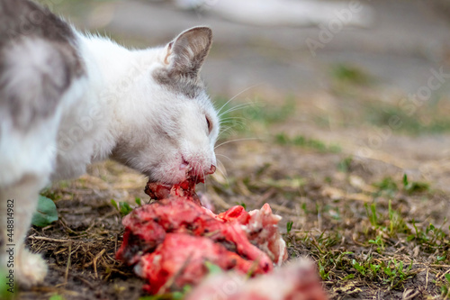 White spotted cat eating meat outdoors, predator cat photo