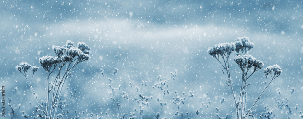 Winter Christmas background with snow-covered dry plants on a blurred background during a snowfall. Winter day with snow Winter Christmas background with snow-covered dry plants on a blurred background during a snowfall. Winter day with snow