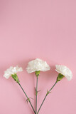 White carnation flower on pink pastel background. Copy space. Flat lay. Nature concept