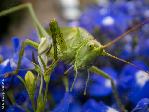 A large green grasshopper locust sits on the flowers of blue lobelia. Close-up photo, selective soft focus.  © vlamus