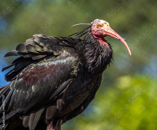 Northern Bald ibis, Geronticus eremita in the zoo