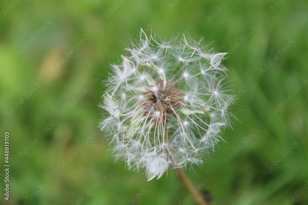Fototapeta premium dandelion head
