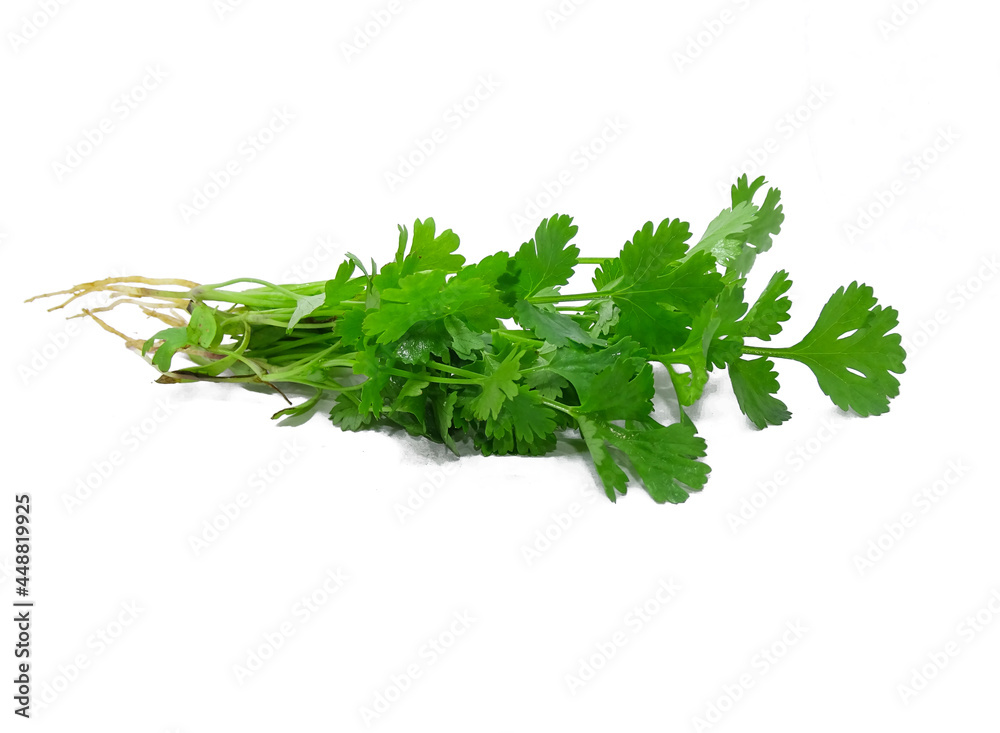 fresh parsley isolated on white fresh parsley isolated on white