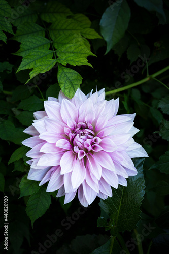 Beautiful pink dahlia flower. Close-up of a beautiful dahlia. Garden in bloom. Flower photography