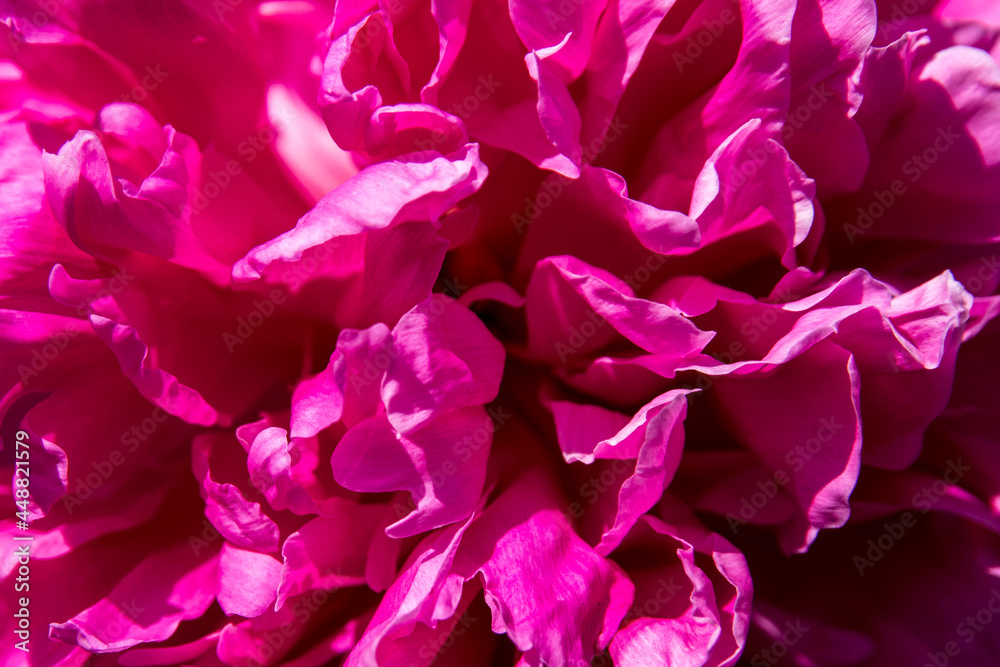 Macro photo Peony purple flower petals close-up. textured leaves. decorative pink plant. Bouquet of pink peonies. Macro photo Peony purple flower petals close-up. textured leaves. decorative pink plant. Bouquet of pink peonies.