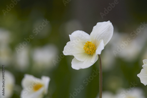 white anemone flower growing in garden