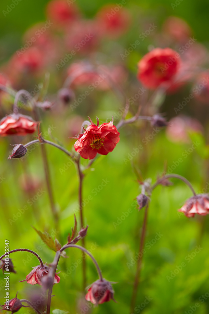 Geum rivale Geum rivale