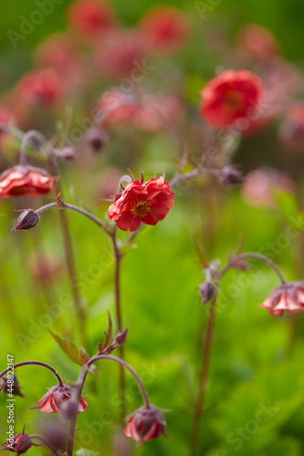 Geum rivale  flames of passion  growing in garden