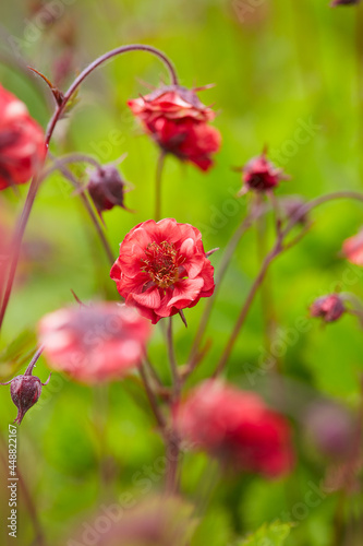 Geum rivale "flames of passion" growing in garden
