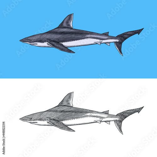 Thresher shark and Atlantic Bull shark or mackerel porbeagle predator. Marine animal. Sea life. Hand drawn vintage engraved sketch. Ocean fish. Vector illustration for web, logo or t-shirt.