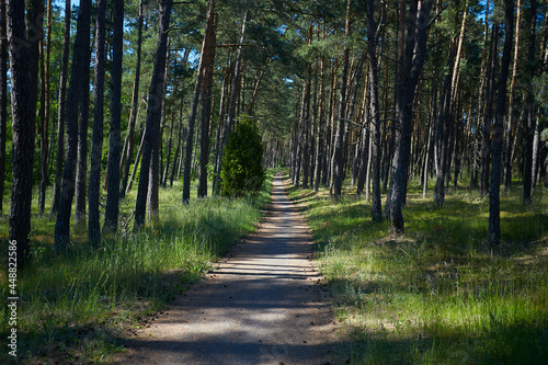 beautiful path in summer forest, wonderful place for bike adventures. Curonian spit, Luthuania photo